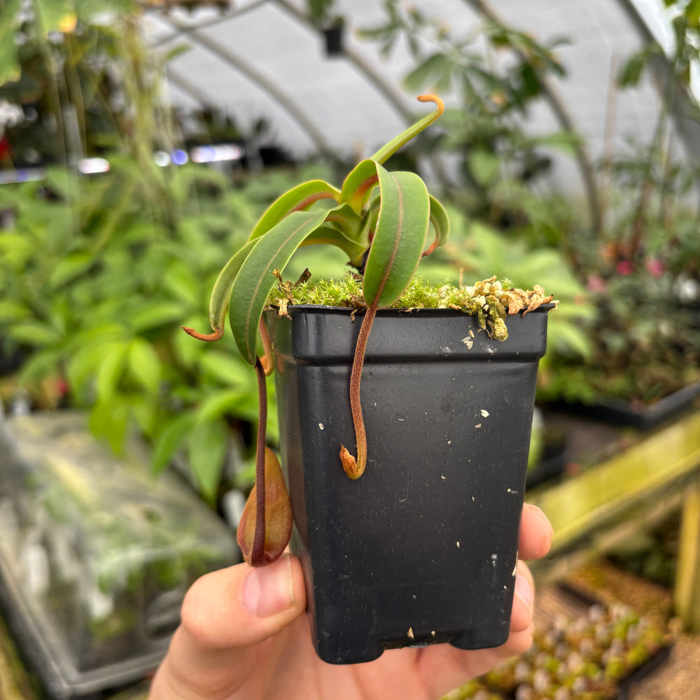
                      
                        [A600] Nepenthes diabolica (Red Hairy Hamata) Clone: 14
                      
                    