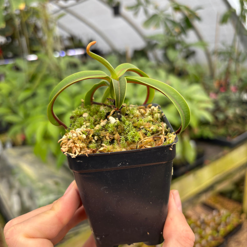 
                      
                        [A600] Nepenthes diabolica (Red Hairy Hamata) Clone: 14
                      
                    