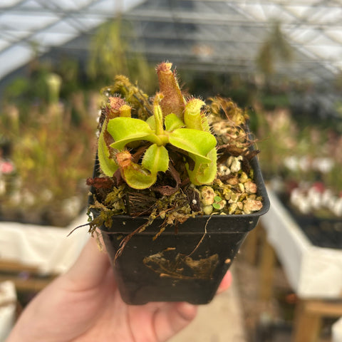 Nepenthes Titanic Tyrant F2 juvenile with pale green pitchers in a black pot held in hand