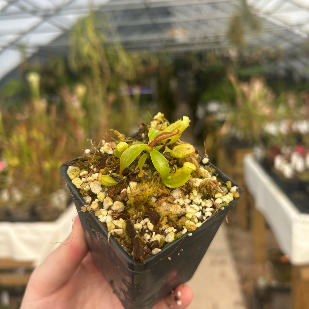 
                      
                        Nepenthes {truncata x [(lowii x veitchii) x campanulata]} x spectabilis 'ugly duckling', CAR-0592
                      
                    
