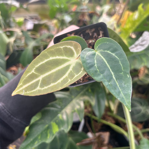 Anthurium Wonderboy x Blue Magnificum CAR-0506 plant with two variegated leaves in a pot held by a gloved hand