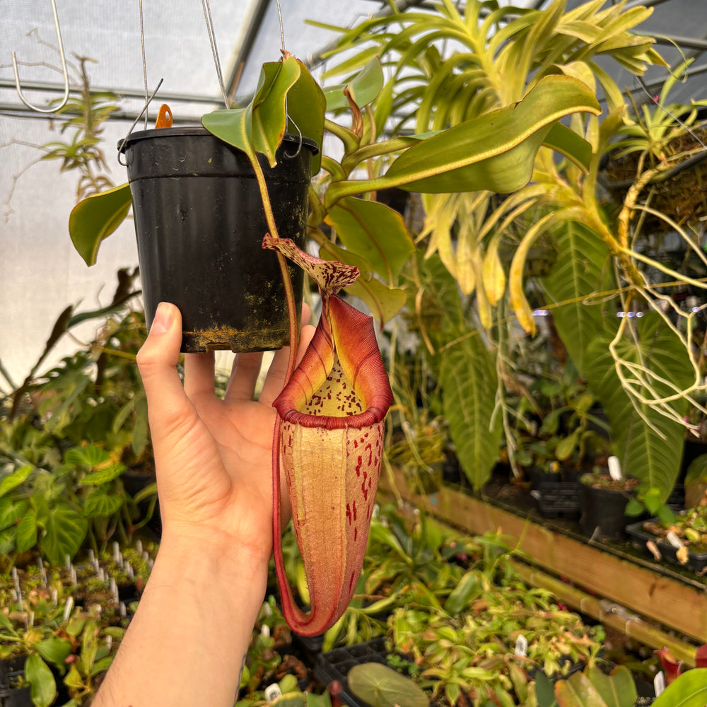 [A604] Nepenthes veitchii HL x burbidgeae -EP (XL)