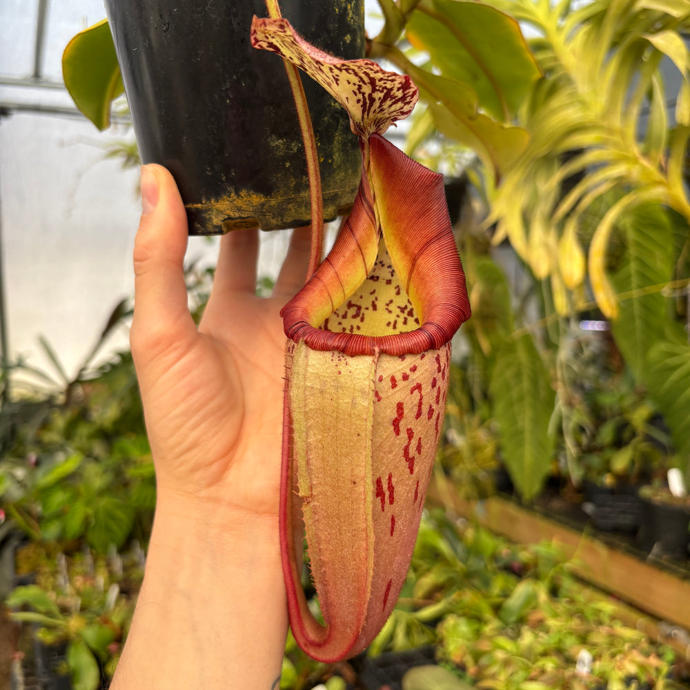 
                      
                        [A604] Nepenthes veitchii HL x burbidgeae -EP (XL)
                      
                    