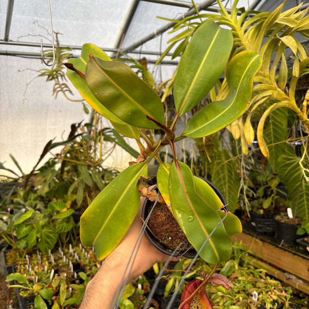 
                      
                        [A604] Nepenthes veitchii HL x burbidgeae -EP (XL)
                      
                    