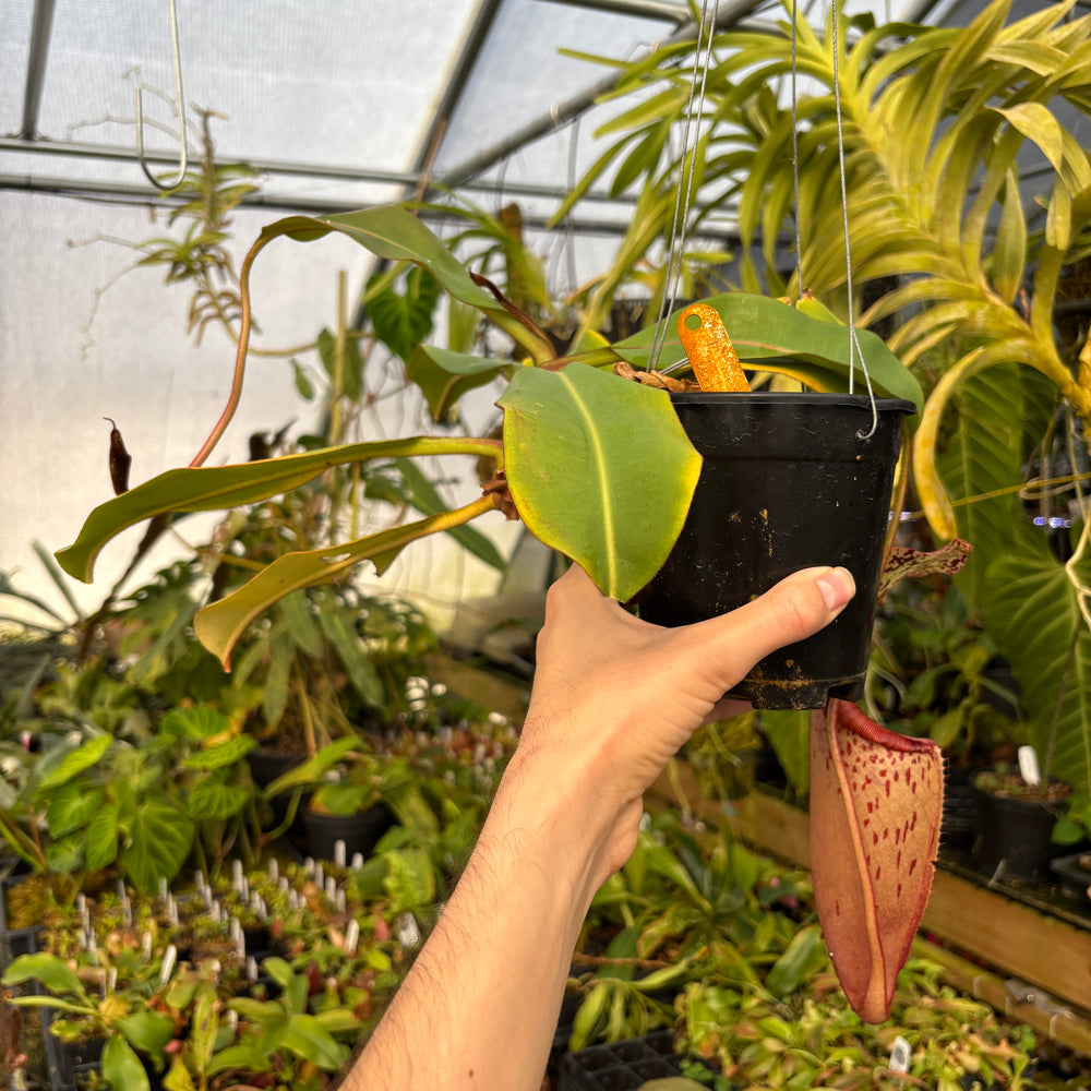 
                      
                        [A604] Nepenthes veitchii HL x burbidgeae -EP (XL)
                      
                    