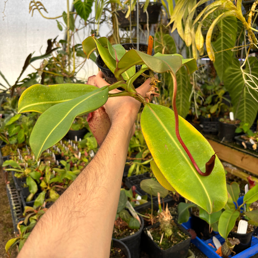 
                      
                        [A604] Nepenthes veitchii HL x burbidgeae -EP (XL)
                      
                    