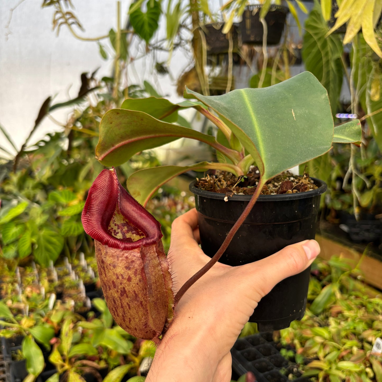 [A606] Nepenthes rajah x robcantleyi,  BE- 4019