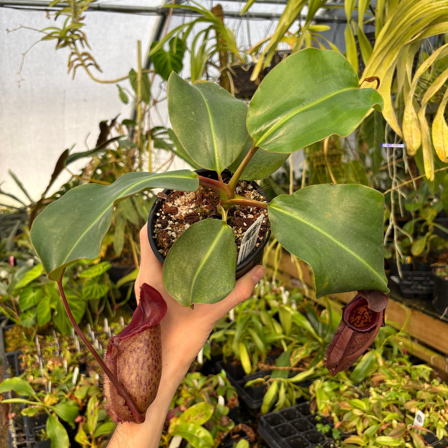 [A606] Nepenthes rajah x robcantleyi,  BE- 4019