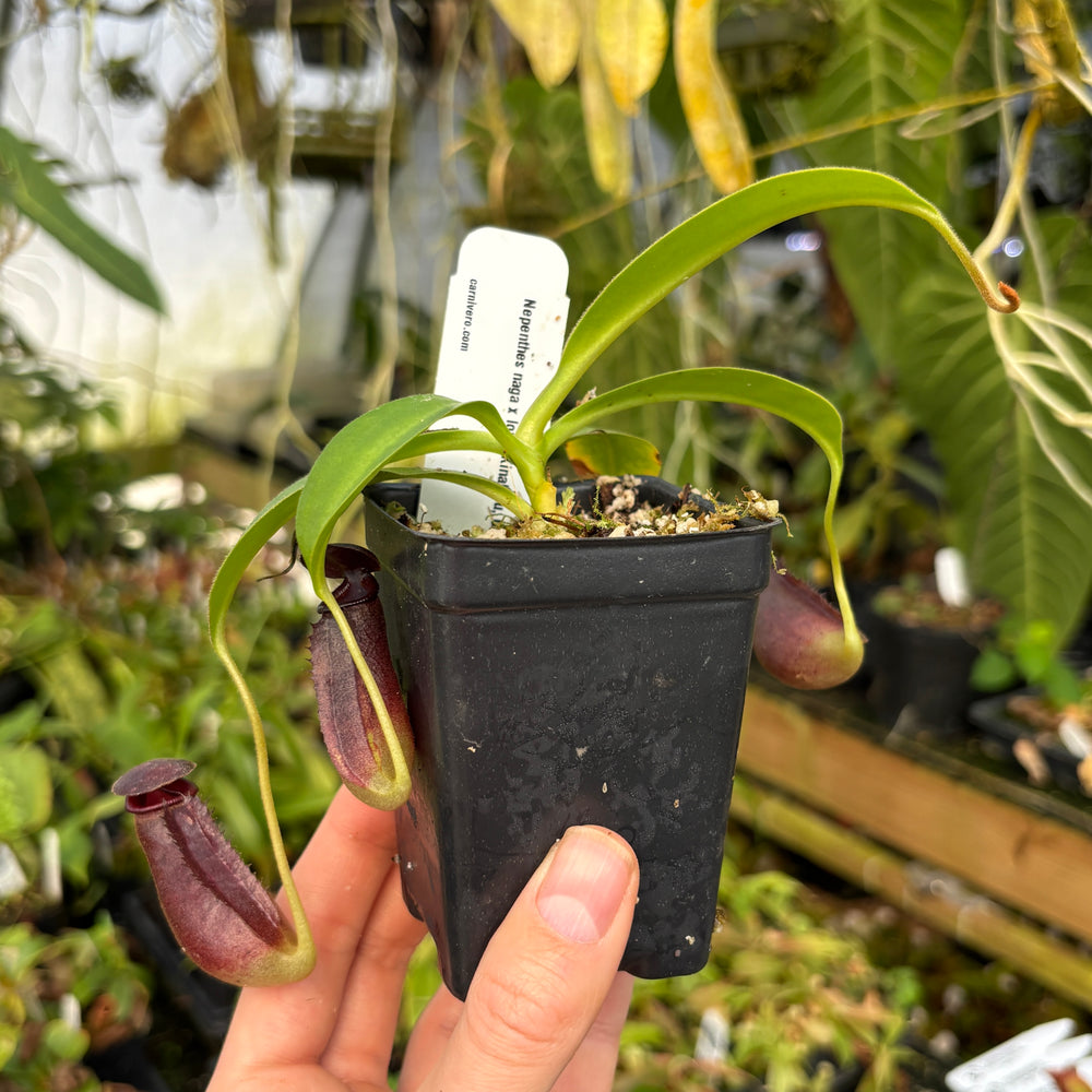 [A607] Nepenthes naga x lowii Kinabalu, CAR-0417