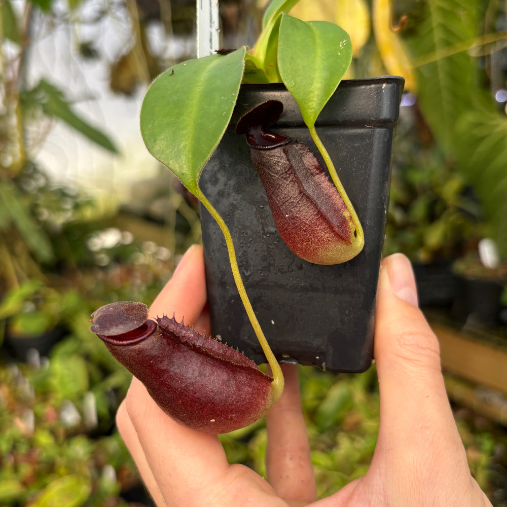 
                      
                        [A607] Nepenthes naga x lowii Kinabalu, CAR-0417
                      
                    