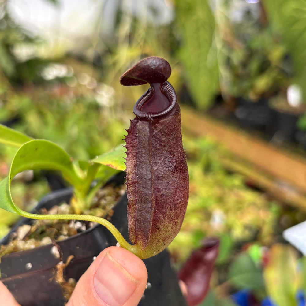 
                      
                        [A607] Nepenthes naga x lowii Kinabalu, CAR-0417
                      
                    