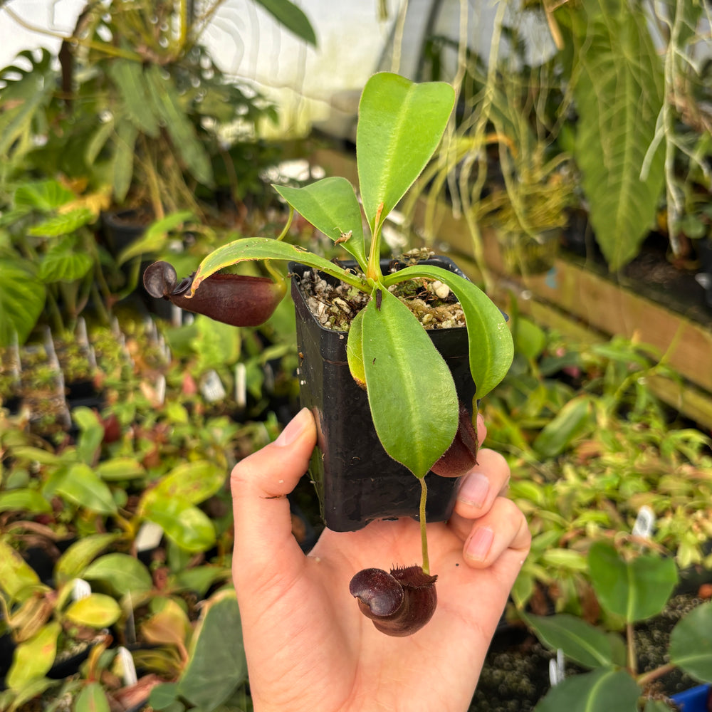 
                      
                        [A607] Nepenthes naga x lowii Kinabalu, CAR-0417
                      
                    