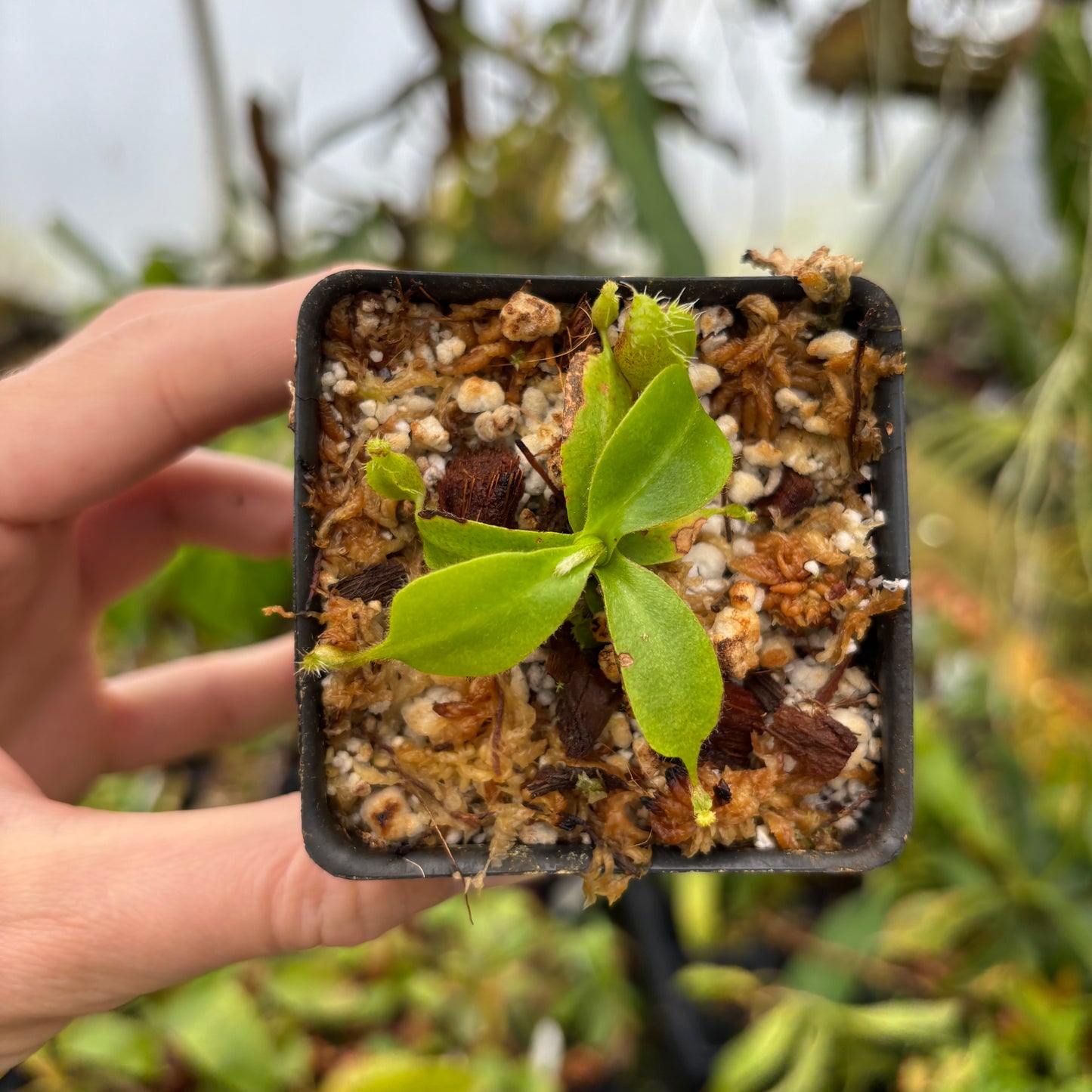 [A610] Nepenthes mollis x (lowii x truncata)-Giant, CAR-0445