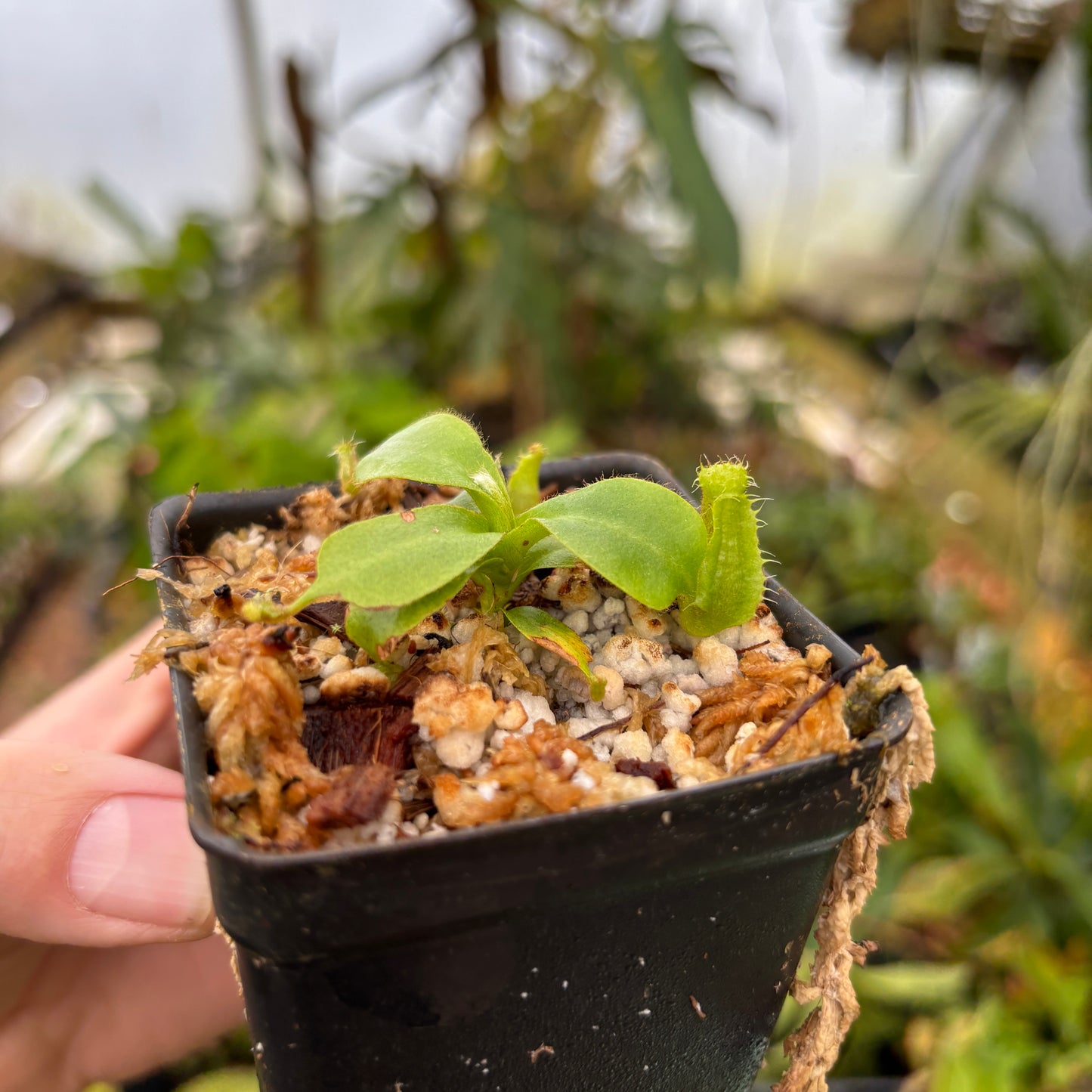 [A610] Nepenthes mollis x (lowii x truncata)-Giant, CAR-0445