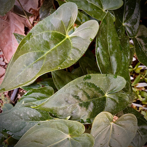 Glossy green heart shaped leaves of Anthurium regale x nigrolaminum Gigi plant