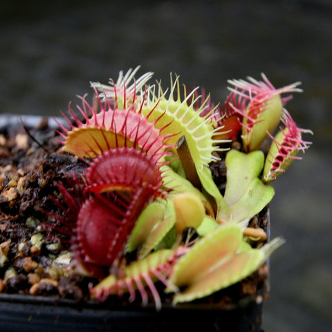 Venus flytrap Dionaea muscipula GJ Phalanx Wholesale with vivid red traps