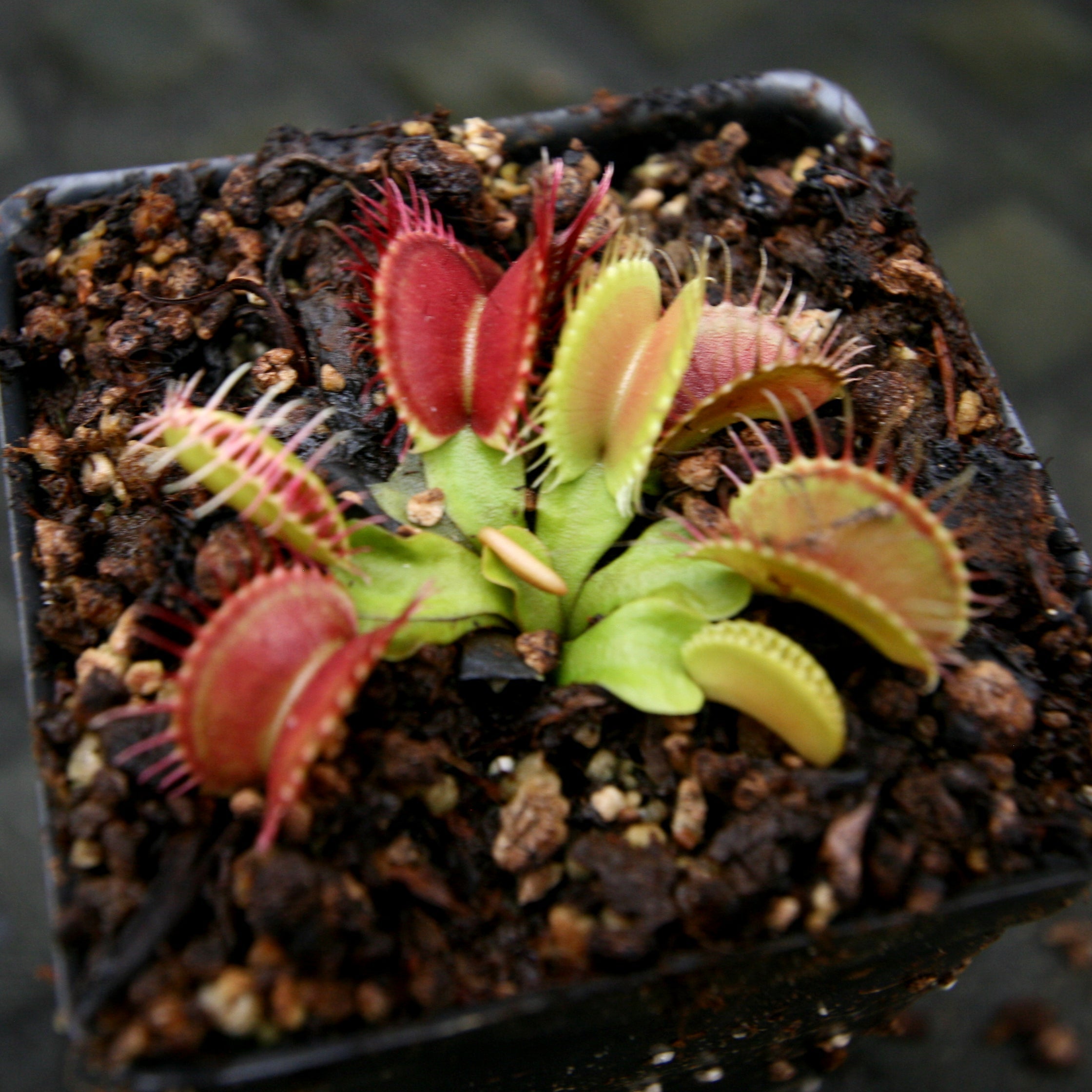 Venus Flytrap- Dionaea muscipula GJ Phalanx Wholesale – Carnivero