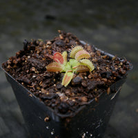 Venus Flytrap- Dionaea muscipula GJ Phalanx Wholesale