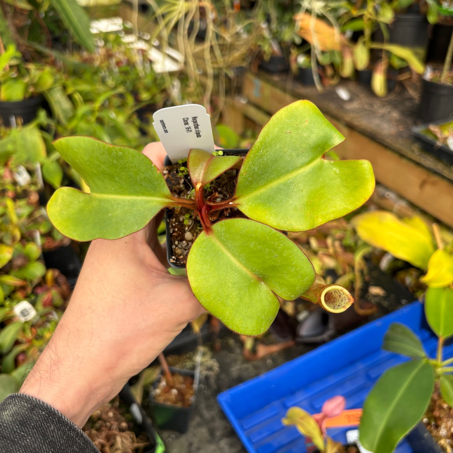 [A621] Nepenthes clipeata Clone: 16-01