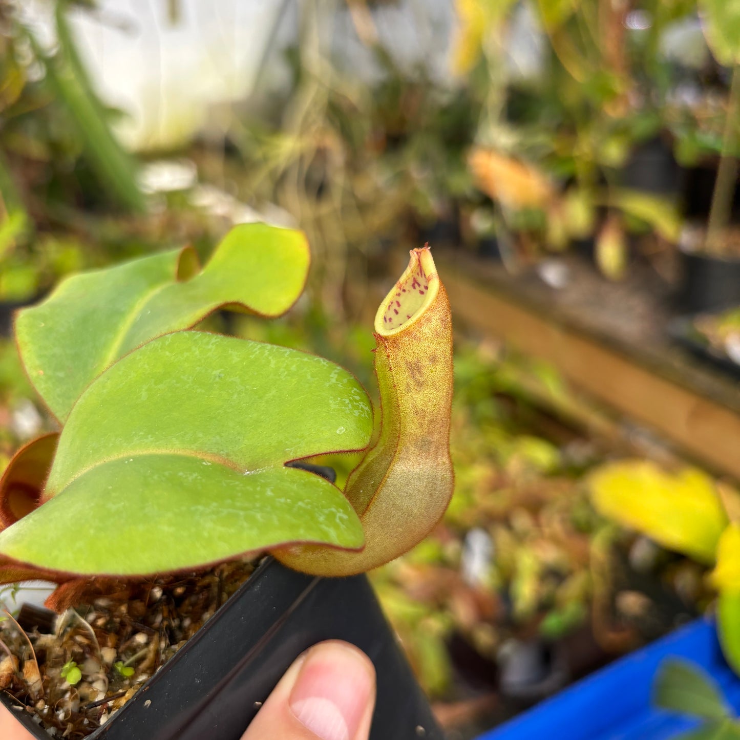 [A621] Nepenthes clipeata Clone: 16-01