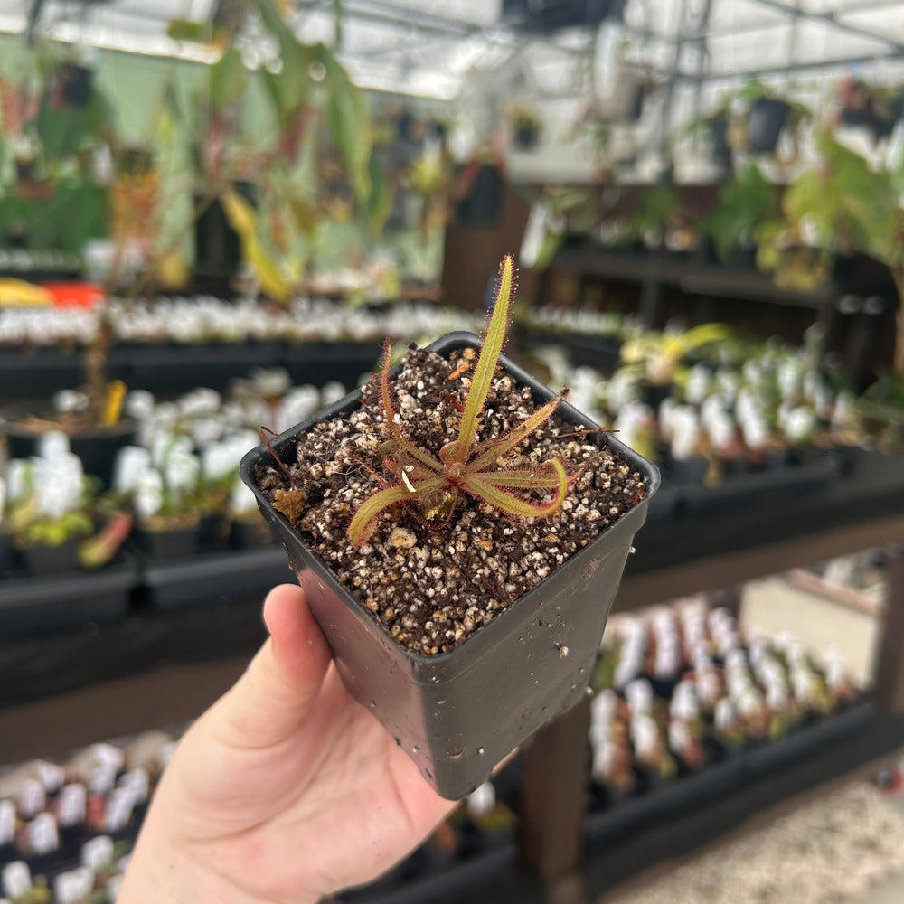 Drosera adelae