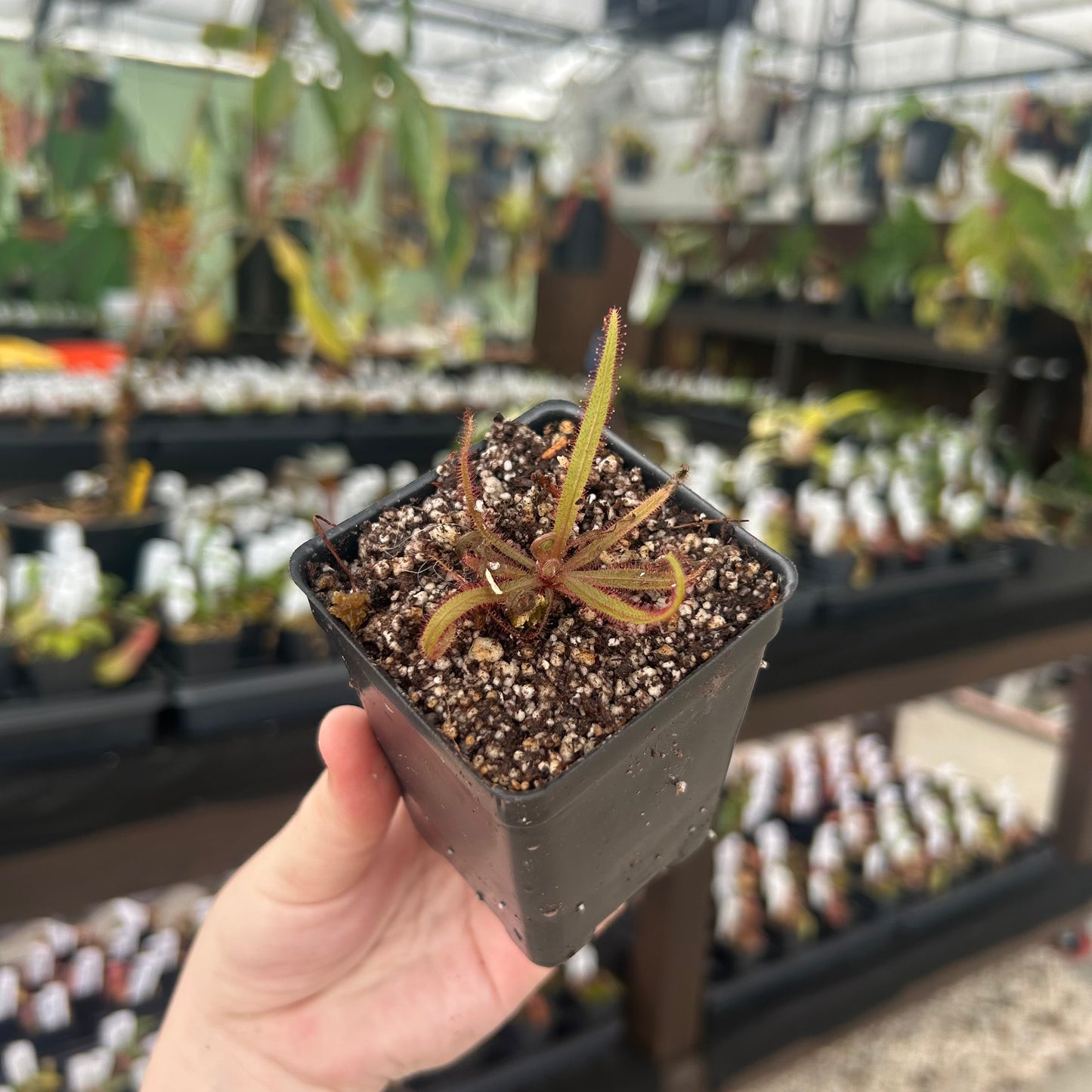 Drosera adelae