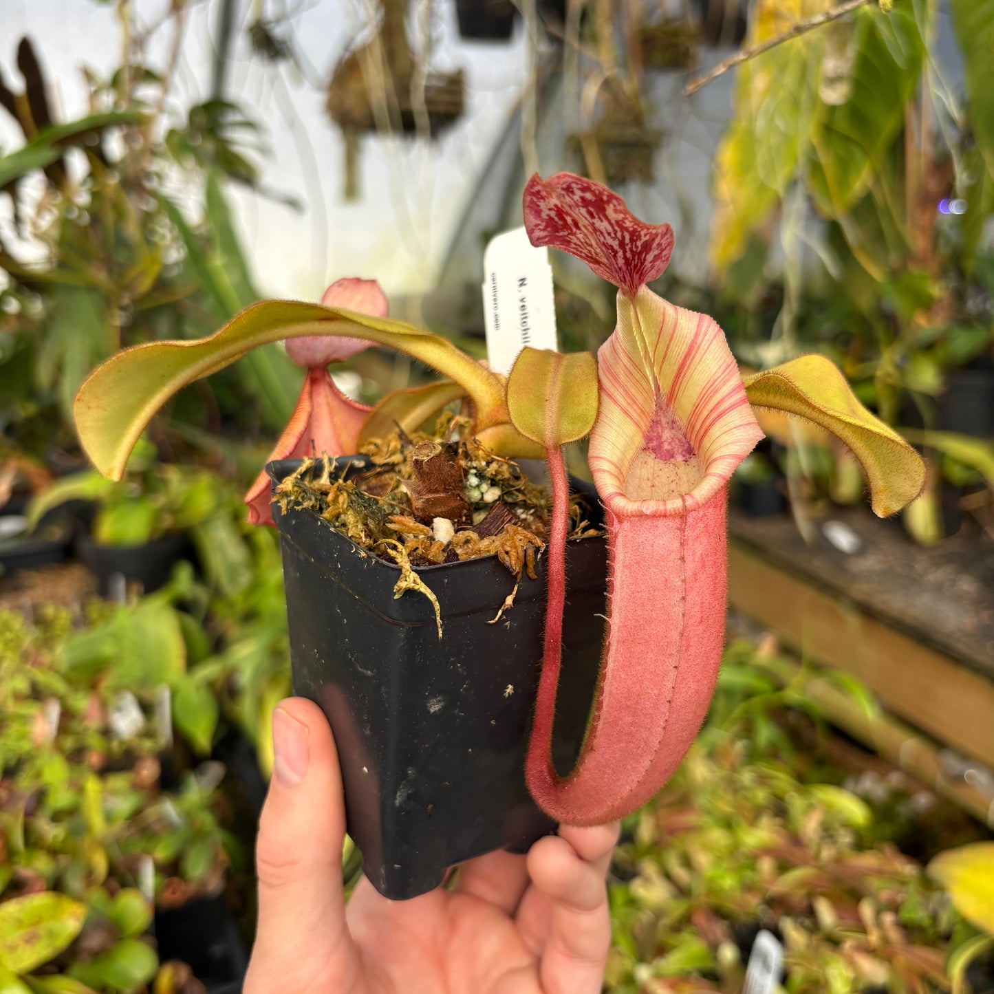 [A622] Nepenthes veitchii Bareo CK