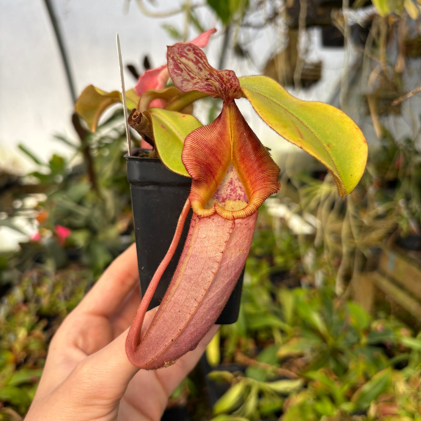 [A622] Nepenthes veitchii Bareo CK