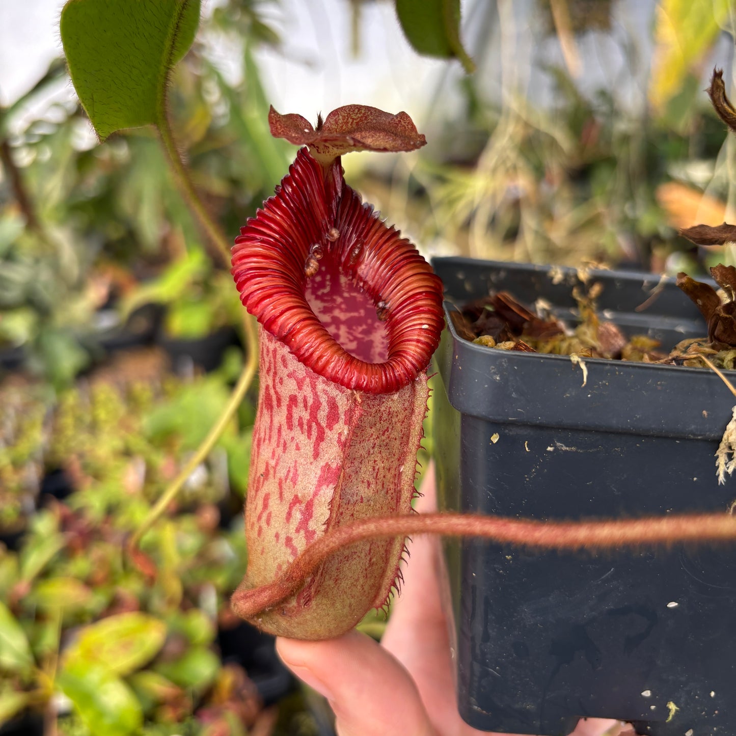 [A623] Nepenthes peltata x villosa