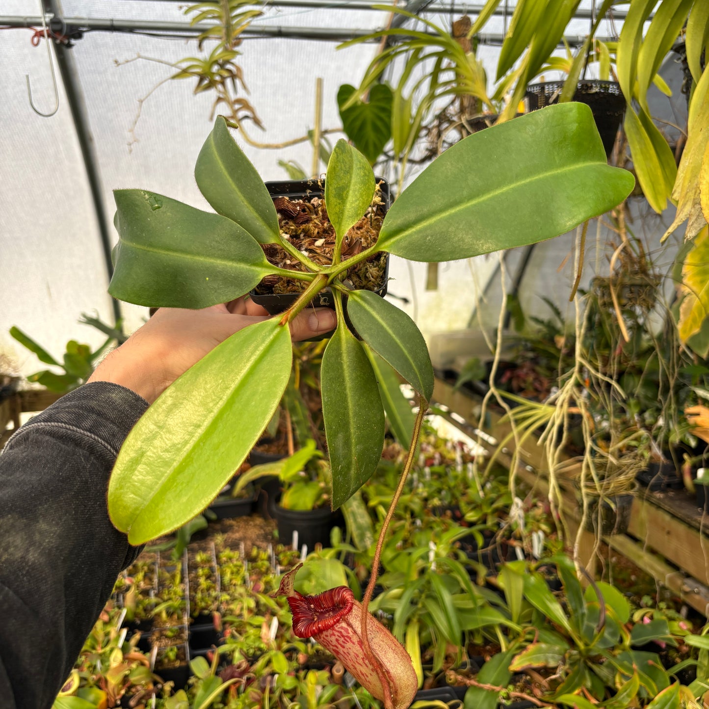 [A623] Nepenthes peltata x villosa