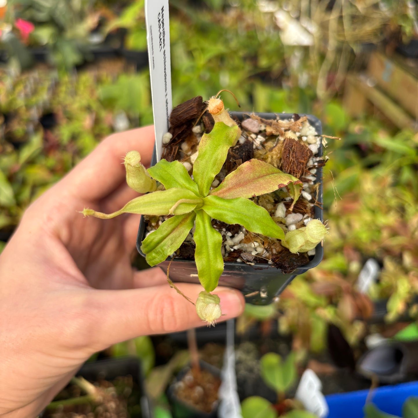 [A624] Nepenthes echinostoma x edwardsiana, CAR-0421