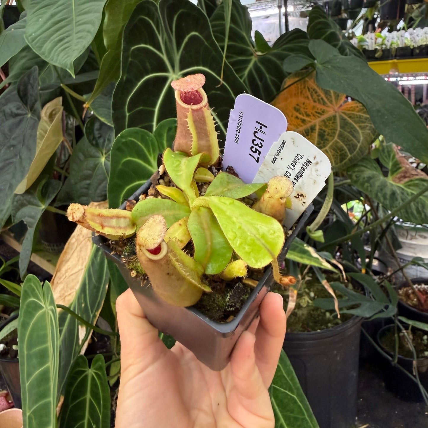 WH0001	Nepenthes veitchii ((m) grex #2 x 'Cobra'), CAR-1002 (S) (HJ357)