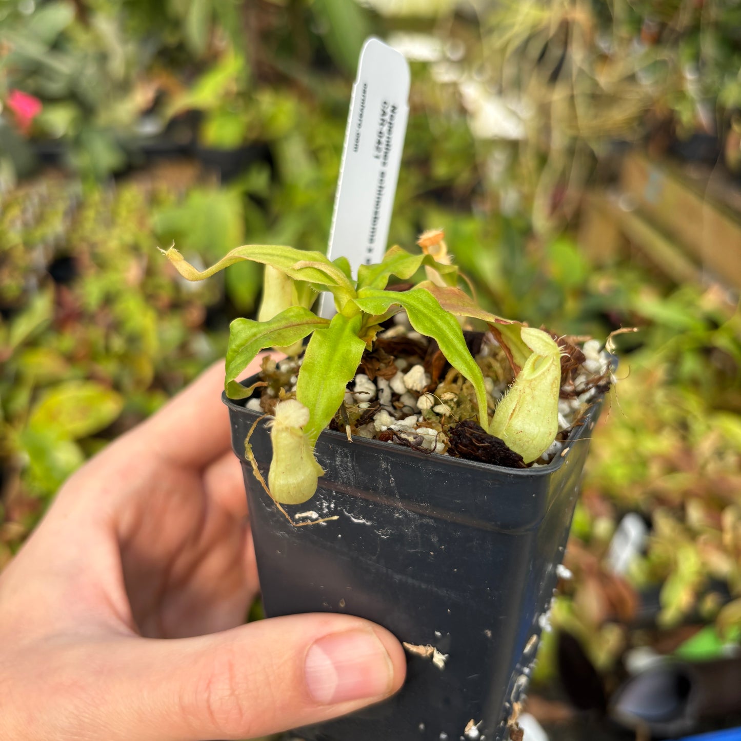 [A624] Nepenthes echinostoma x edwardsiana, CAR-0421