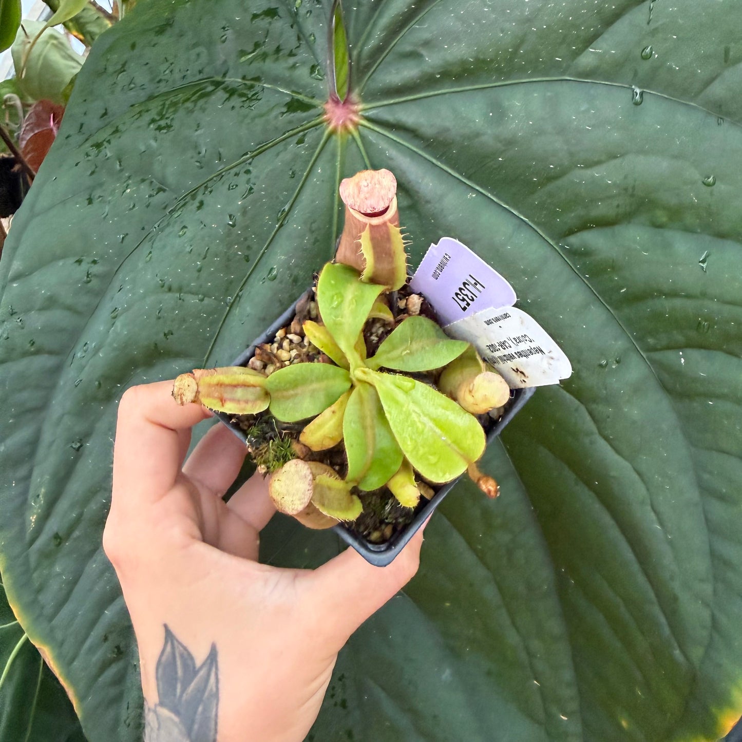 WH0001	Nepenthes veitchii ((m) grex #2 x 'Cobra'), CAR-1002 (S) (HJ357)