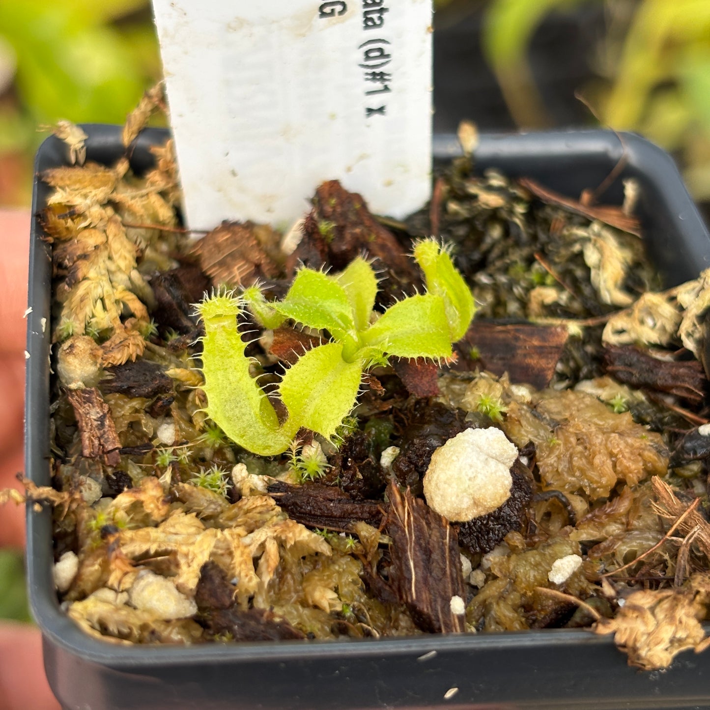 [A625] Nepenthes truncata (d)#1 x Trusmadiensis (xs, seed grown)