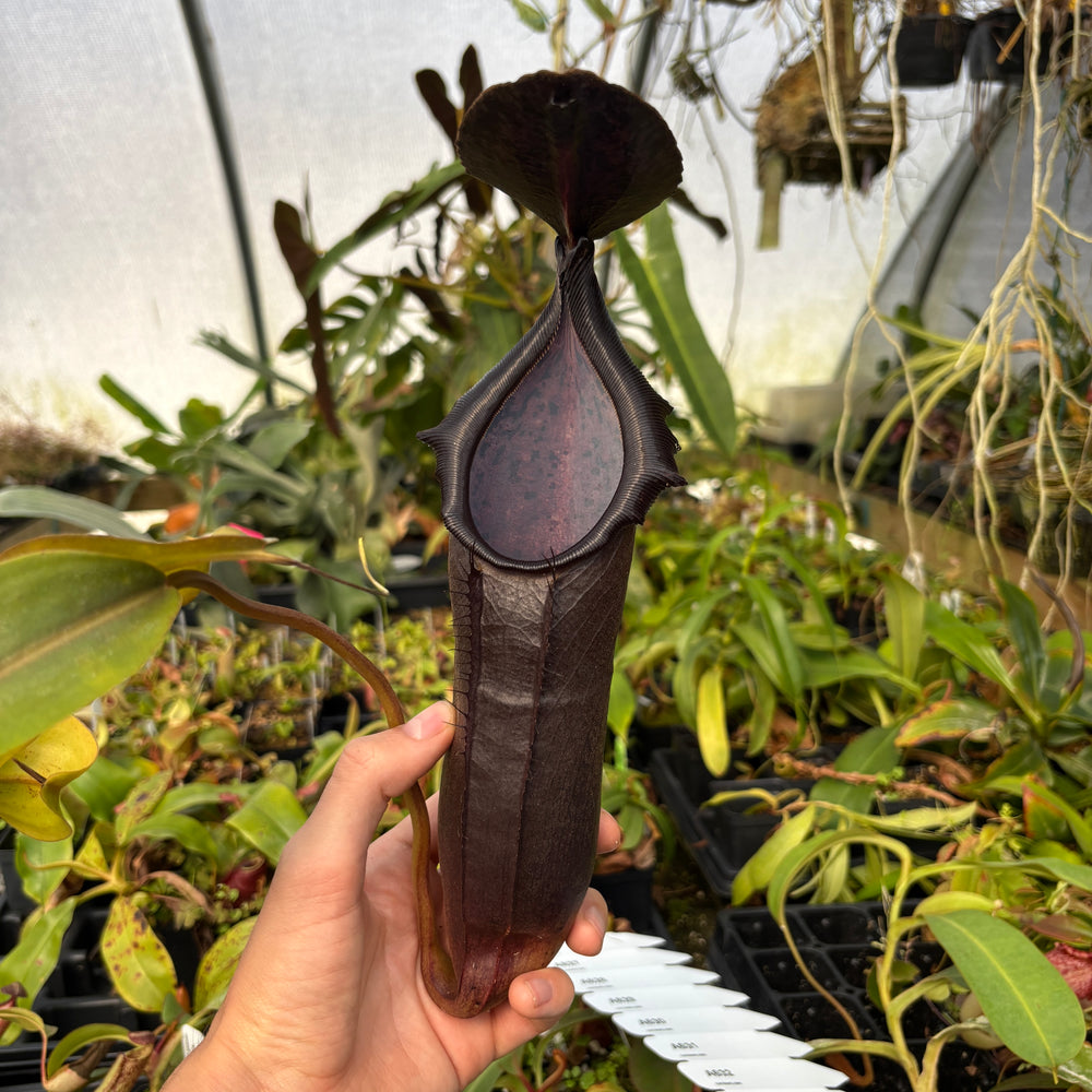 [A626] Nepenthes naga 'Paul Barden' Rooted Cutting ♀