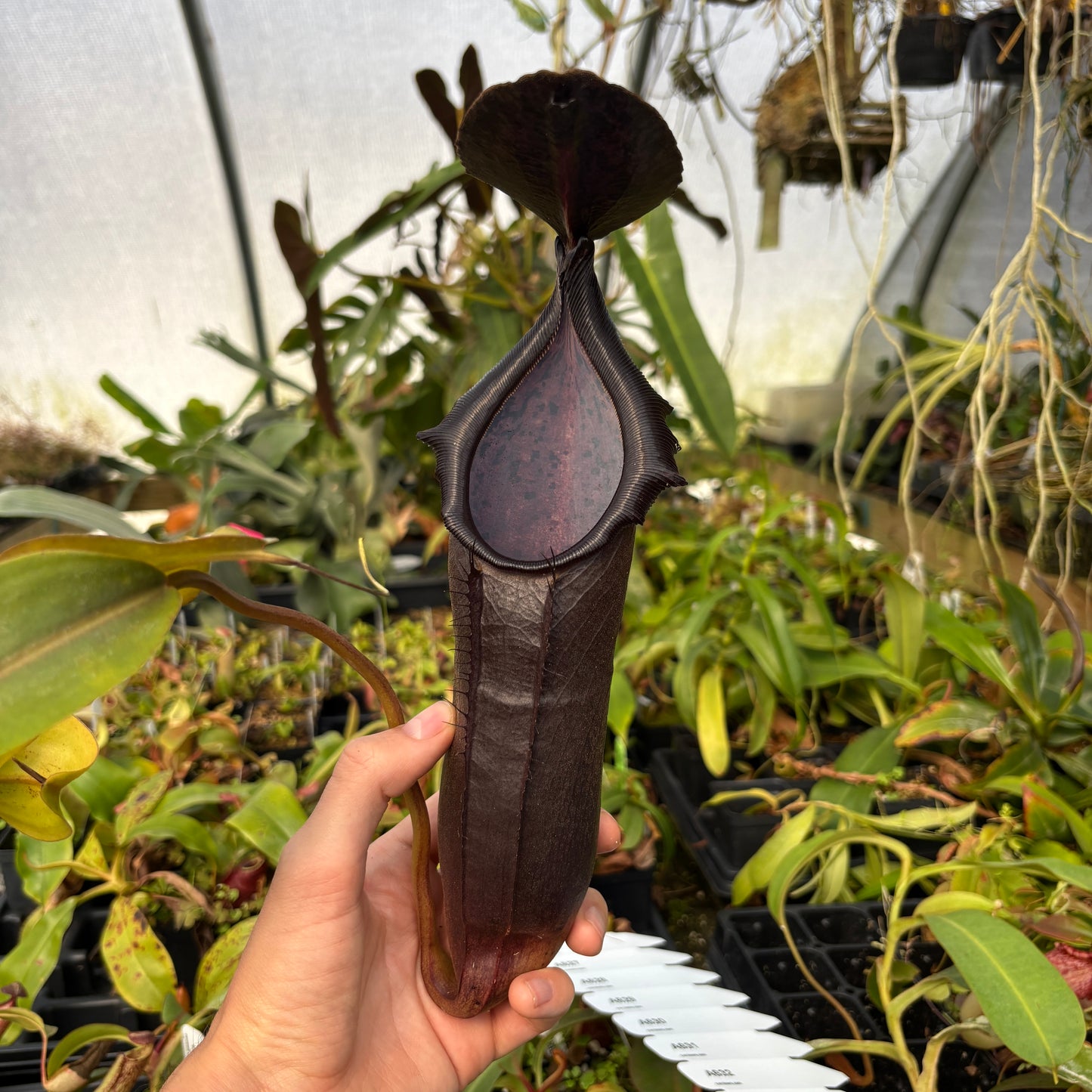 [A626] Nepenthes naga 'Paul Barden' Rooted Cutting ♀