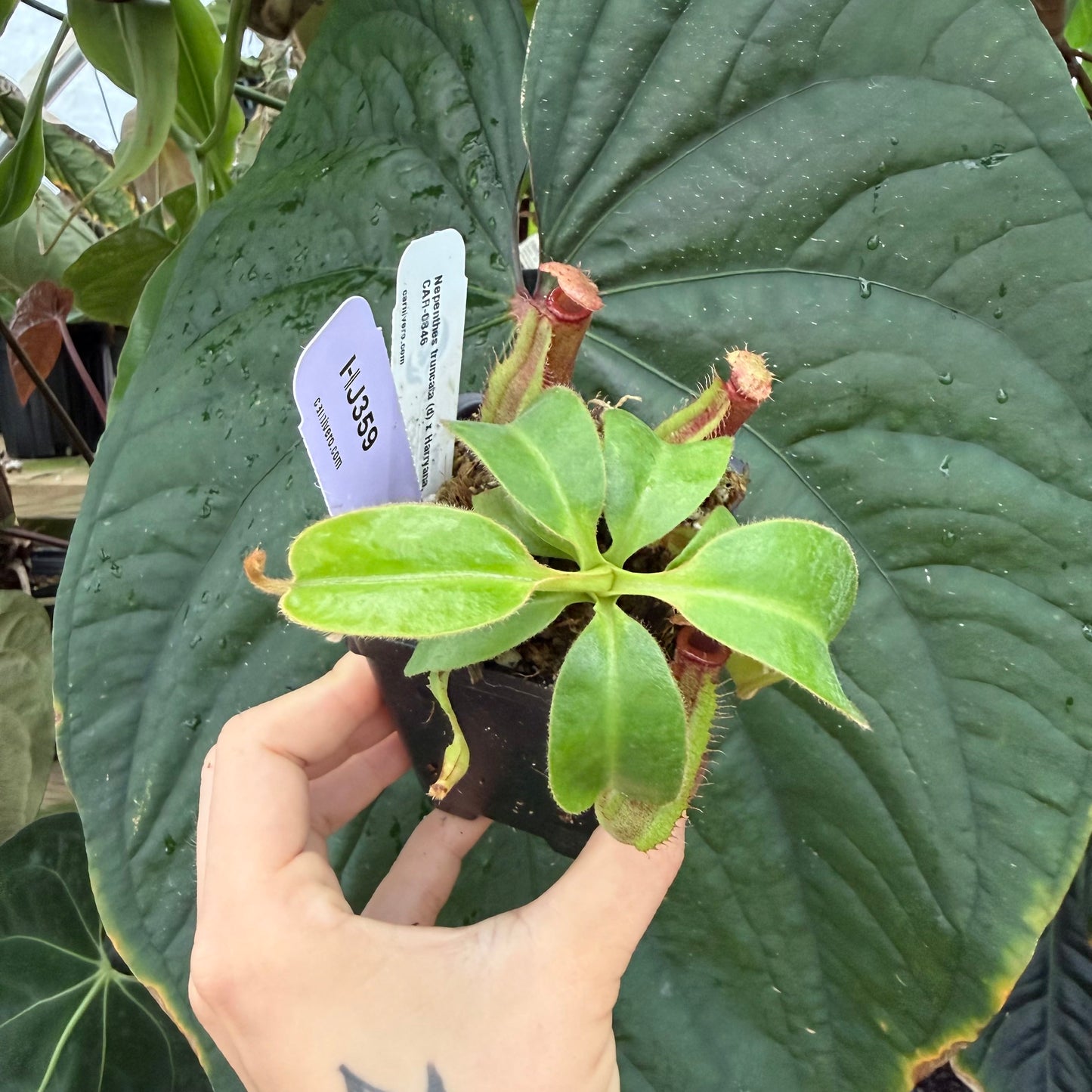 WH0004 Nepenthes truncata (d) x Harryana, CAR-0846 S	(HJ359)