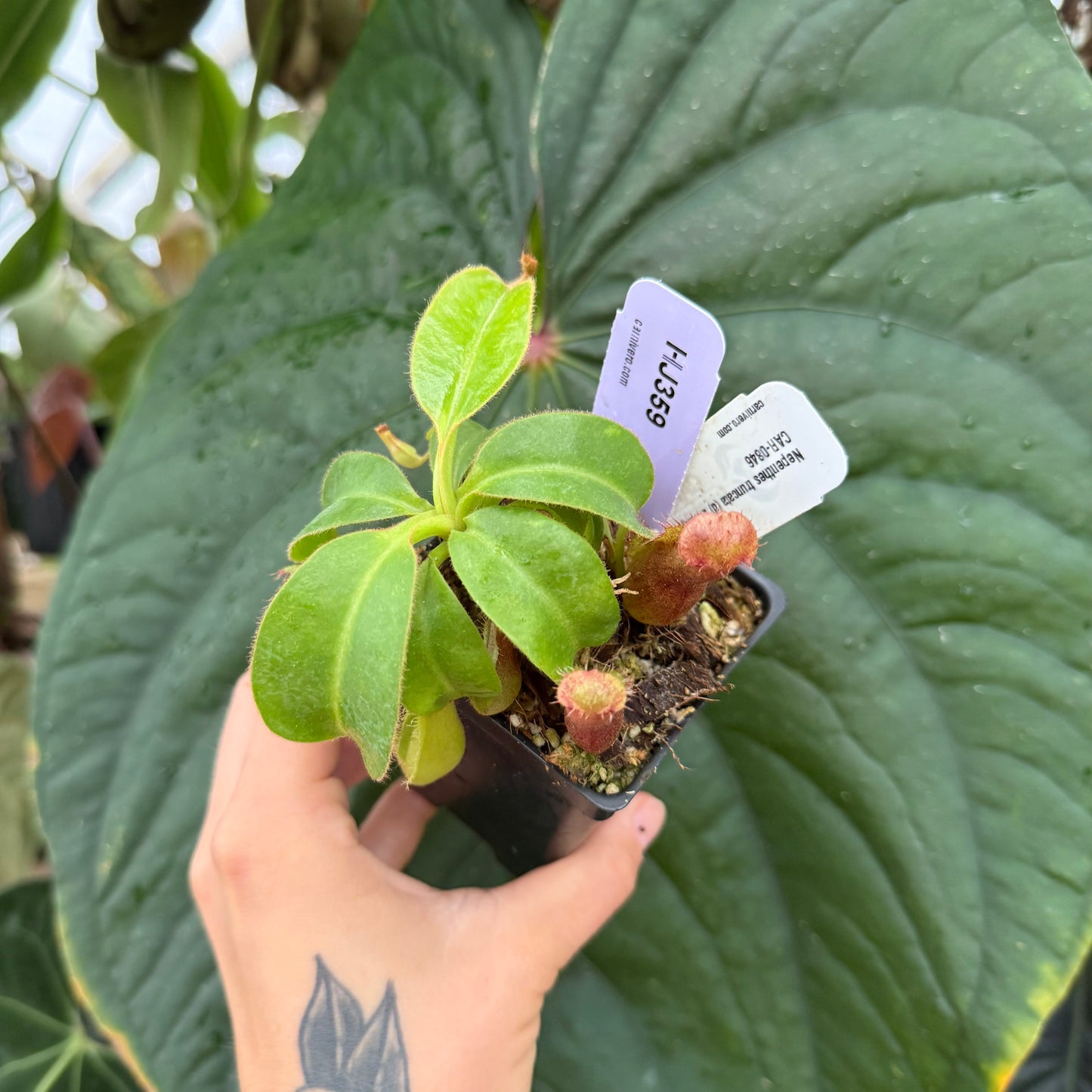 WH0004 Nepenthes truncata (d) x Harryana, CAR-0846 S	(HJ359)
