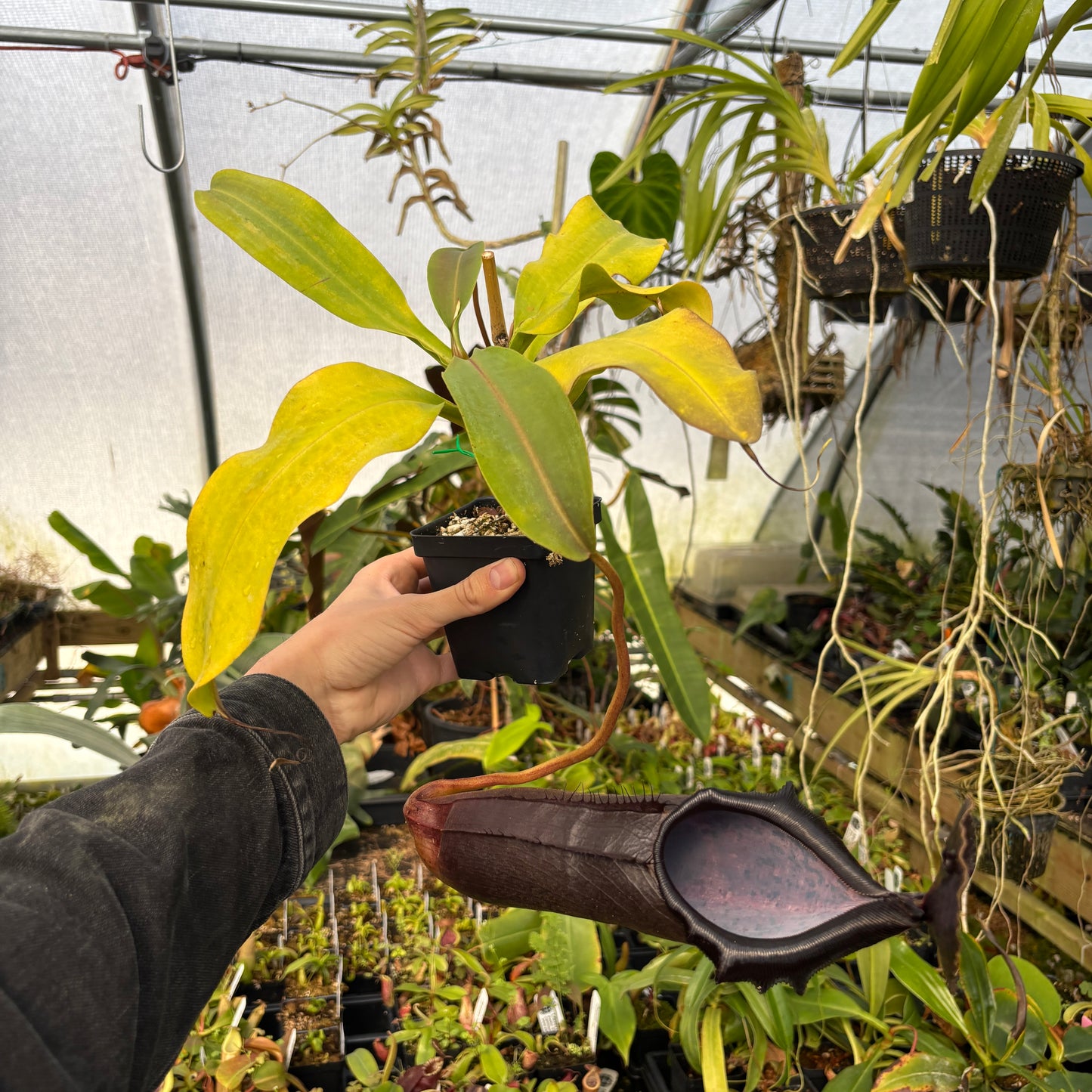 [A626] Nepenthes naga 'Paul Barden' Rooted Cutting ♀