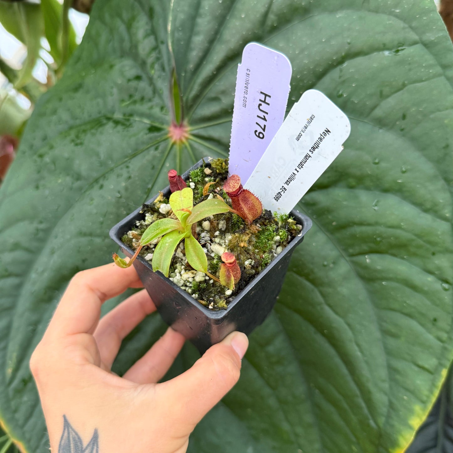WH0005 Nepenthes hamata x villosa, BE-4099 (XS) (HJ179)