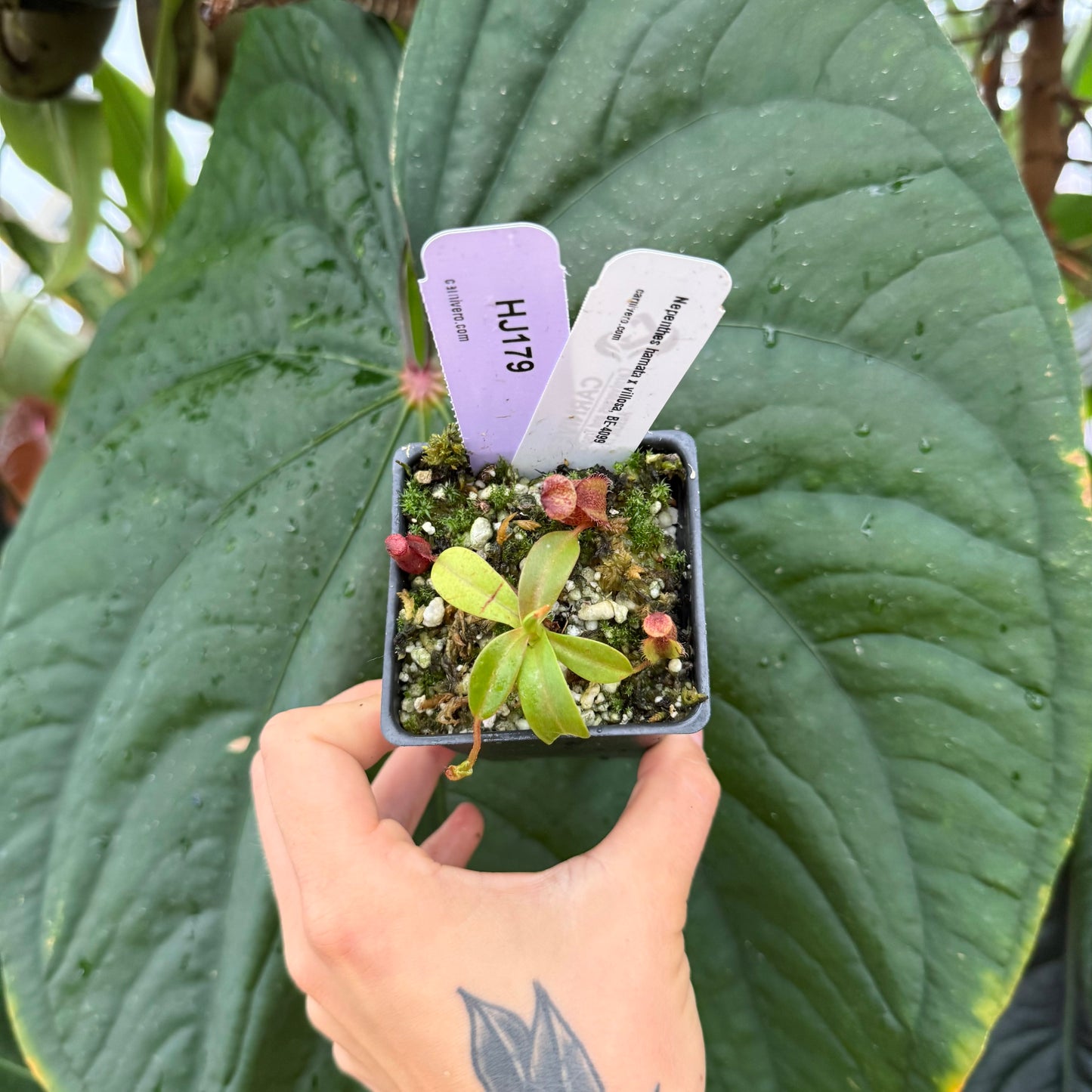 WH0005 Nepenthes hamata x villosa, BE-4099 (XS) (HJ179)