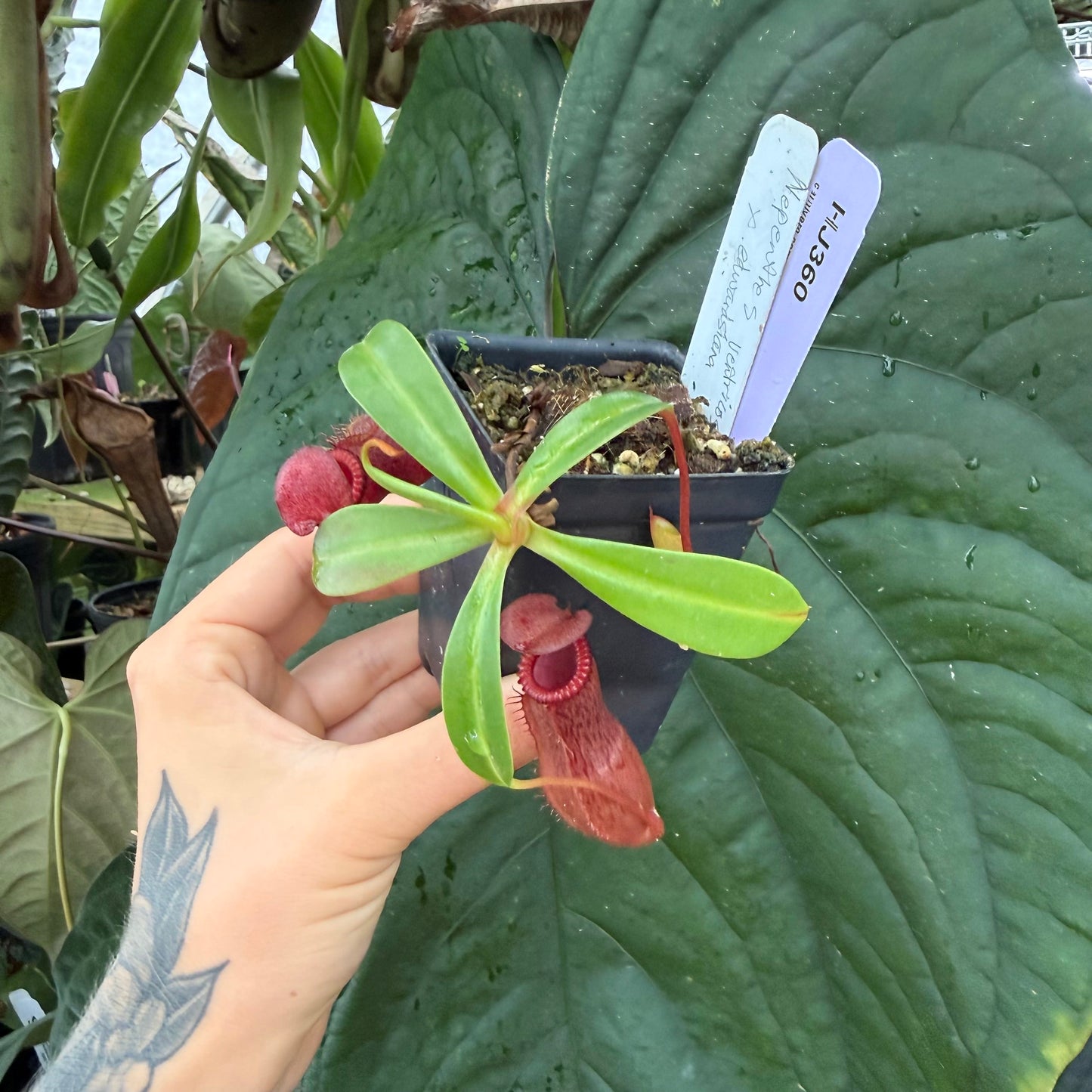 WH0006 Nepenthes ventricosa x edwardsiana (S) (HJ360)