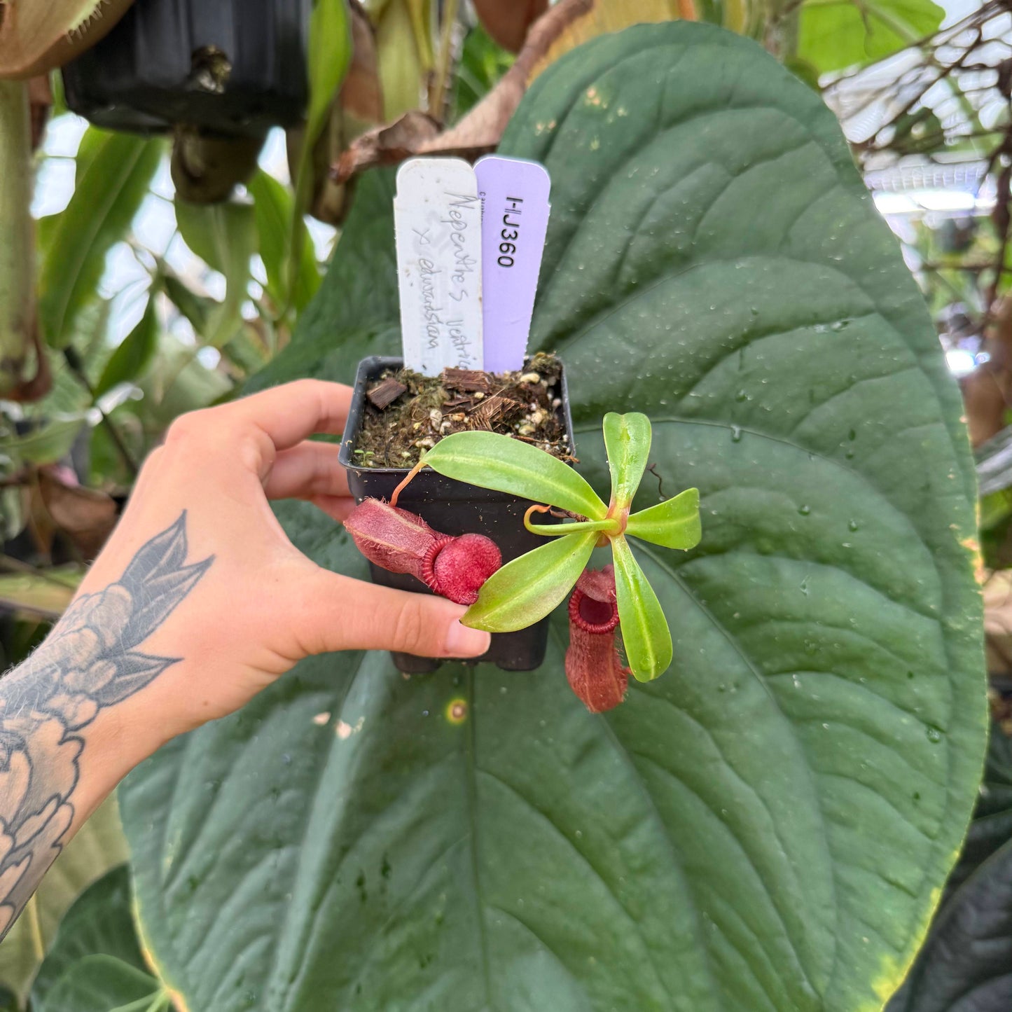 WH0006 Nepenthes ventricosa x edwardsiana (S) (HJ360)