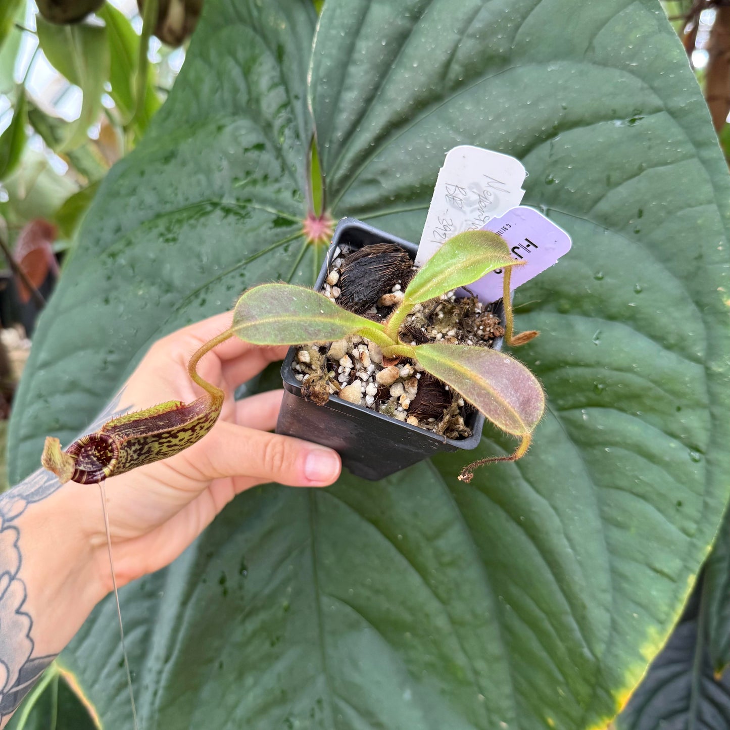 WH0007	 Nepenthes mollis, BE-3921 (S) (HJ362)