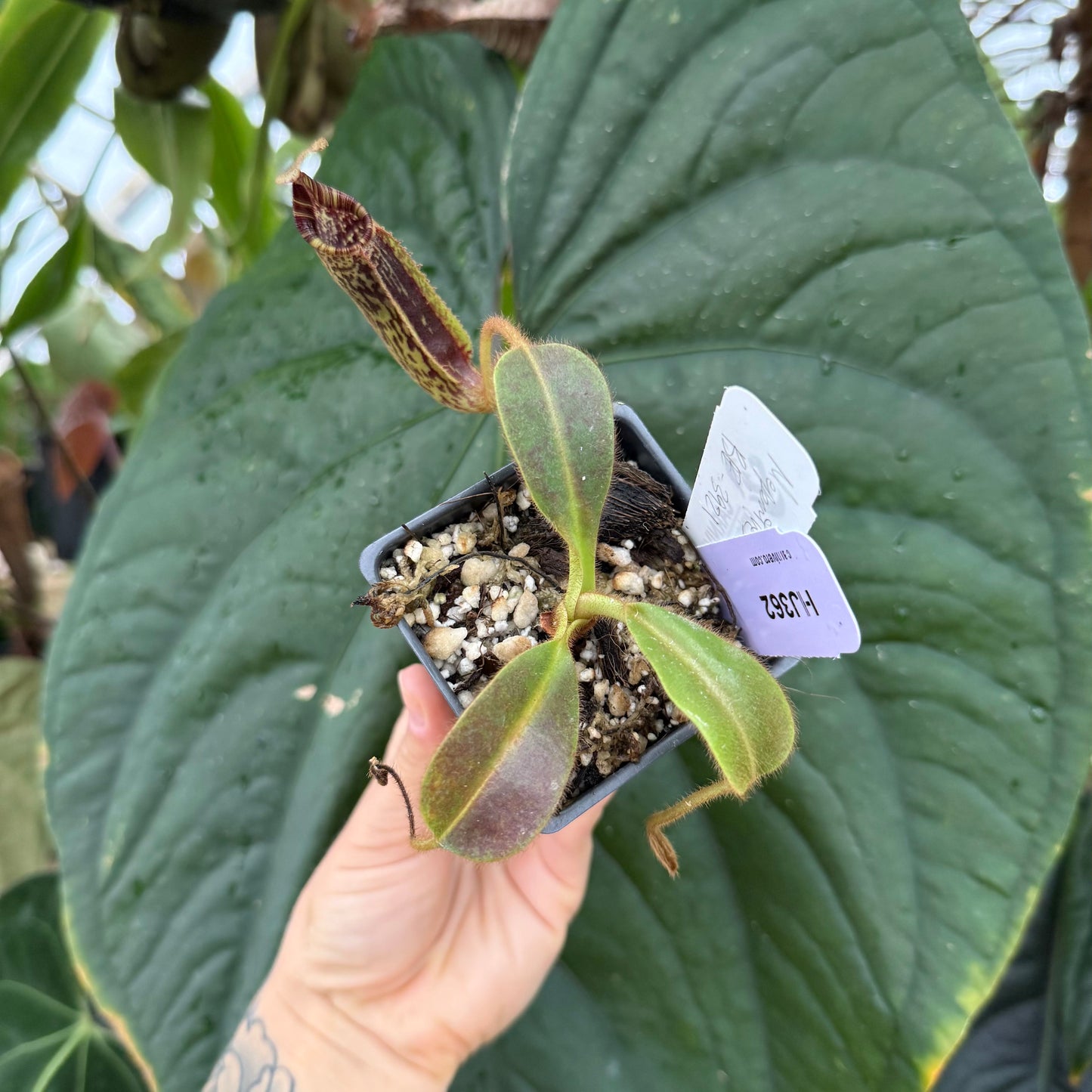 WH0007	 Nepenthes mollis, BE-3921 (S) (HJ362)