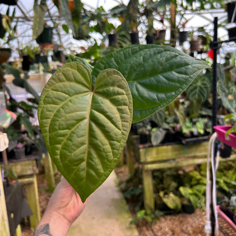 Glossy heart-shaped Anthurium leaf from the dorayaki x Dreamweaver x debilis cultivar, held in a greenhouse.