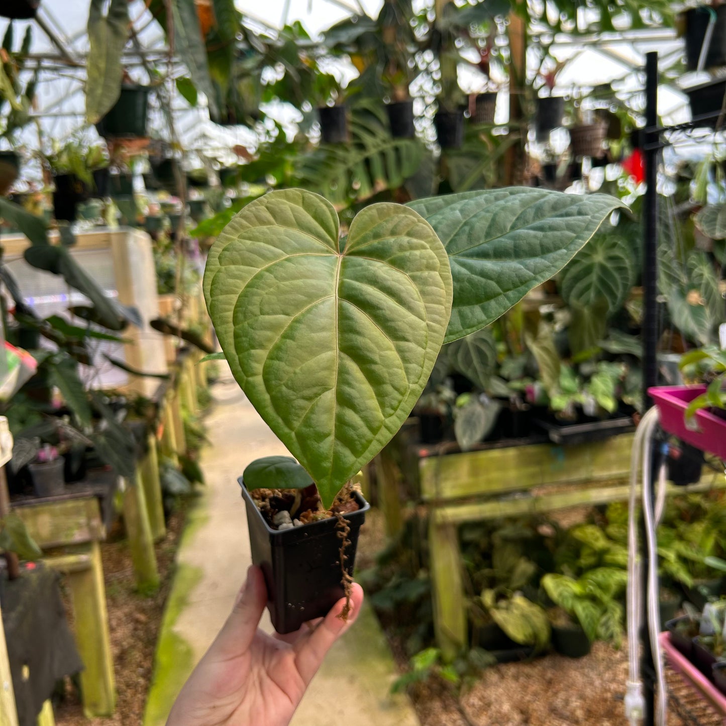Anthurium (dorayaki x 'Dreamweaver') x debilis, CAR-0810