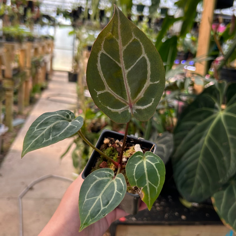 Anthurium Doc block x Red Crystallinum plant in small pot with dark green leaves and white veins, held in a greenhouse setting.