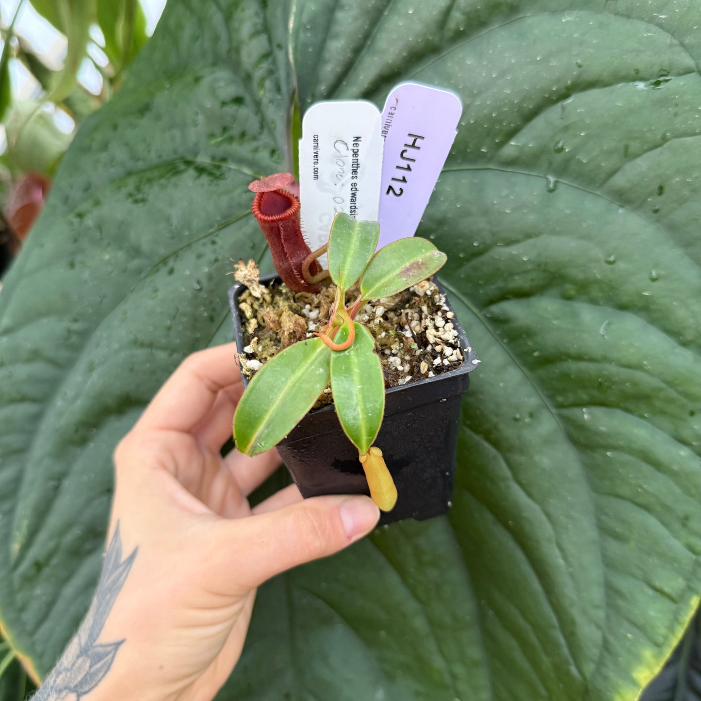 WH0009 Nepenthes edwardsiana (Tamb.) clone 2	(S) (HJ112)